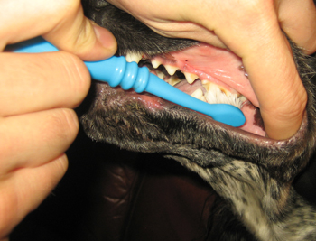 Tandborstning är viktigt för hundens välbefinnande