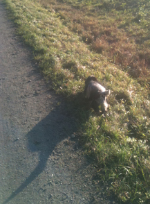 Letting your Cocker run off the lead is an excellent way to get rid of the built-up energy